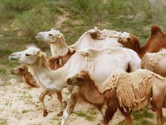 -沙漠世界地质公园