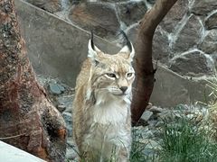 -青藏高原野生动物园