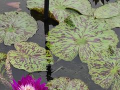 -荷花荡