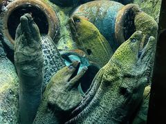 -太平洋海底世界