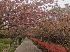 -高东镇樱花园