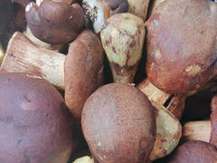 -草墩罗非鱼庄•野生菌•腊排骨(七星街上段店)