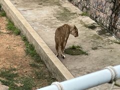 -西霞口神雕山野生动物世界