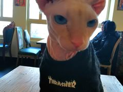-猫小院猫主题餐厅(南锣旗舰店)