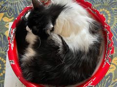 -平行世界·猫咖(首经贸店)
