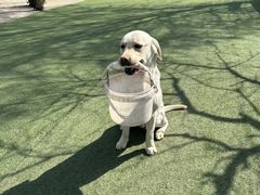 -宠物寄养训练学校