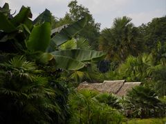 -中国科学院西双版纳热带植物园