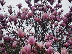 -上海辰山植物园