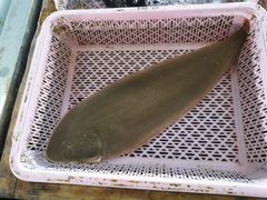 -南沙十九涌渔人码头-南门