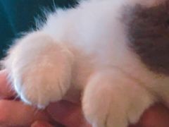 -共舞时光猫咖·狗咖(新街口店)