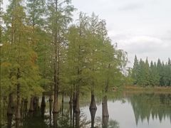 -白鹭湾湿地公园