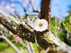 -荔枝公园(福田区)