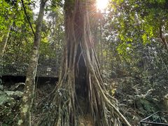 -中国科学院西双版纳热带植物园