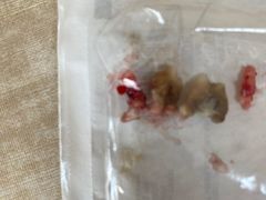 -北京观赏动物医院·24小时大型综合·猫专科·异宠专科