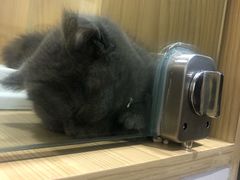 -屋虎猫馆(宝安大仟里店)