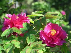 -国家植物园南园