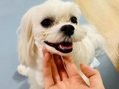 -美联众合动物医院·24h转诊中心
