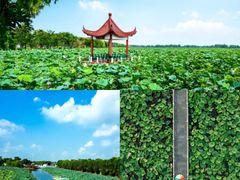 -荷花荡