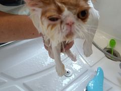 -70cat德文卷毛猫·缅因猫纯种猫舍