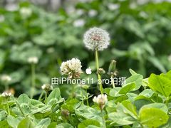 -九里河湿地公园