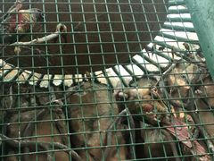 -西安秦岭野生动物园