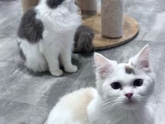 -楼上猫咖(罗湖店)