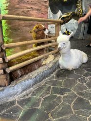 -Zoolung Zoolung动物主题公园(海信广场店)