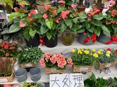 -秦美花卉(天朗·莱茵小城2期店)