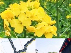 -庄行菜花景区