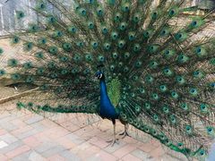 -长白岛森林公园