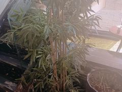 -景家大乾烤肉(新村十区店)