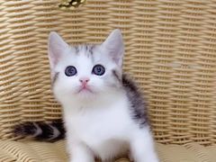 -翊宠yipet猫狗购宠庄园犬舍•猫舍