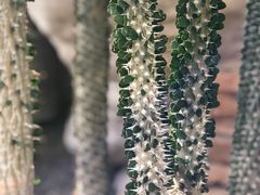 -北京植物园-展览温室
