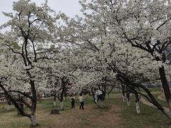 -石家庄市植物园