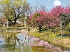 -花开海上生态园