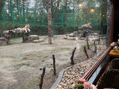 -上海野生动物园老虎餐厅