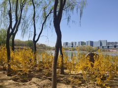 -大兴滨河森林公园