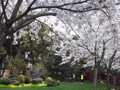 -叶家花园