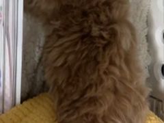 -瑞派动物医院·猫专科·至诚(江南中分院)