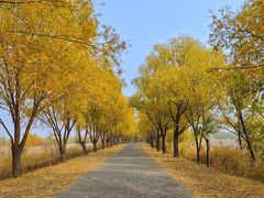 -野鸭湖国家湿地公园