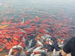 喂鱼呢-鲜鱼居饭店