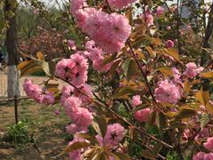 -长白岛森林公园