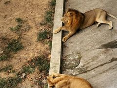 -西霞口神雕山野生动物世界