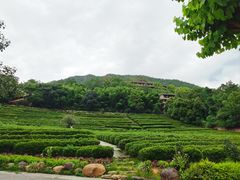 -雁南飞茶田景区