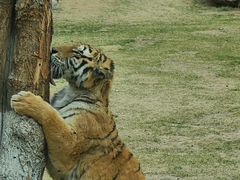 -北京野生动物园