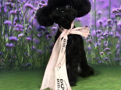 -芭比堂动物医院·犬猫全科·异宠专科(雁塔分院)