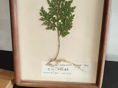 -月栖华明-云间草堂清茶馆(泗泾古镇店)