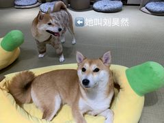 -逗柴咖啡屋·狗咖猫咖宠物桌游
