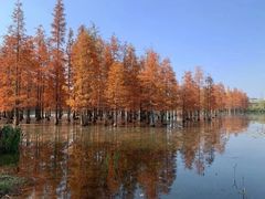 -白鹭湾湿地公园