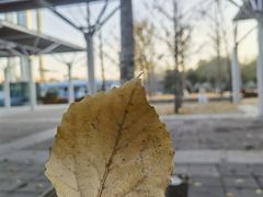 -天幕新彩云国际影城(激光巨幕店)